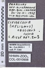 Etikette zu Cleidecosta obscurus (NHMW-ZOO-COL-0010908)